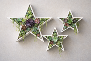 Sun Apr 26 Succulent Star Small 260426131